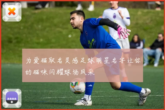 为爱猫取名灵感足球明星名字让你的猫咪闪耀球场风采